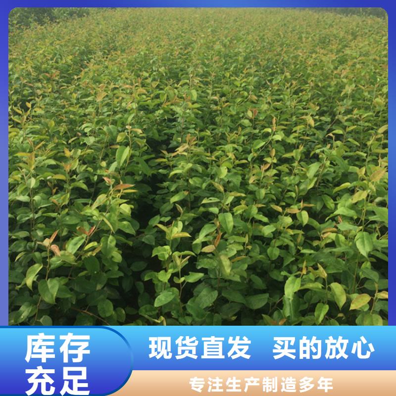 梨树3公分软籽石榴苗专注品质