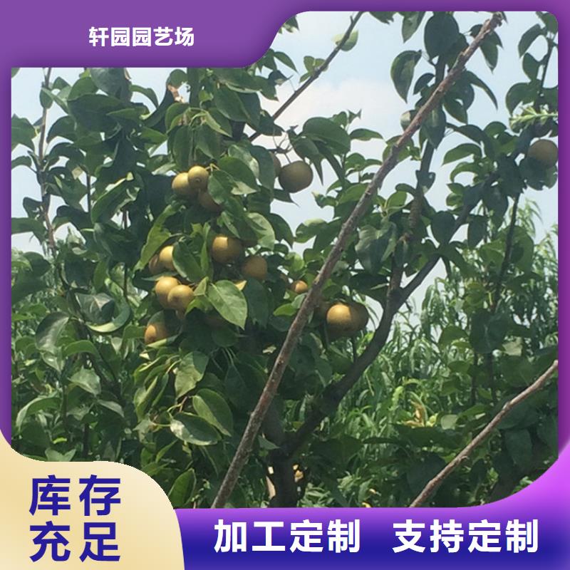 梨树桃树苗优质货源