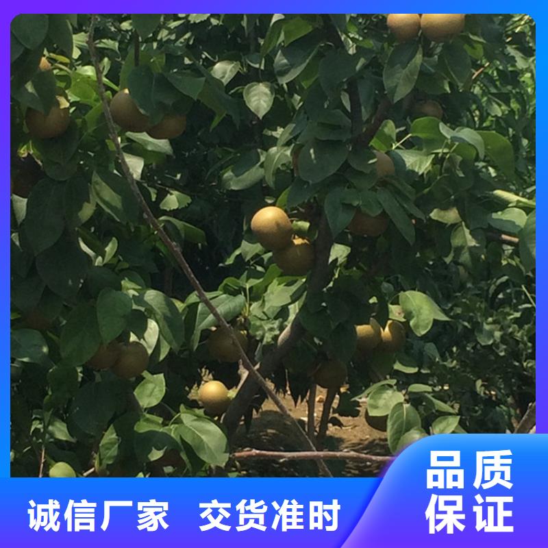 梨树苹果苗源厂直销