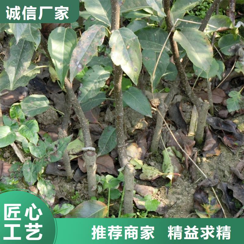 梨树草莓苗厂家直销省心省钱