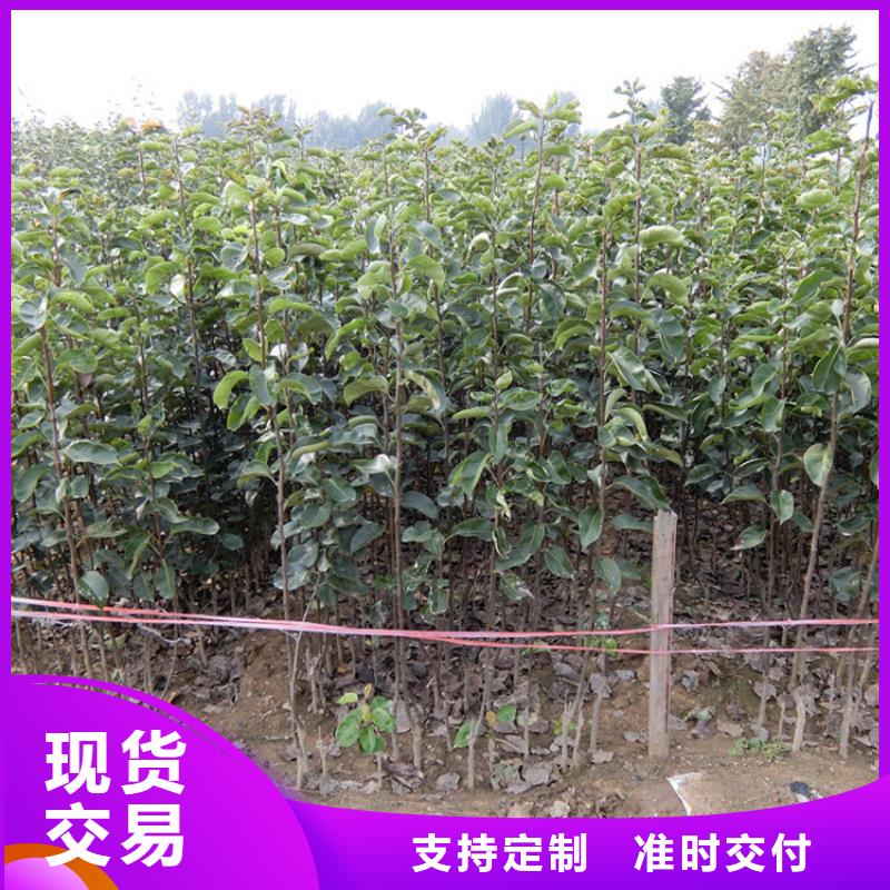 【梨树,苹果苗敢与同行比价格】