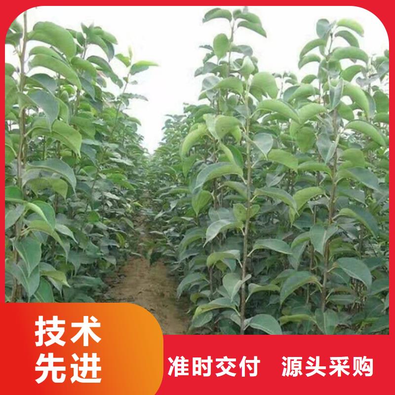 梨树草莓苗厂家直销省心省钱
