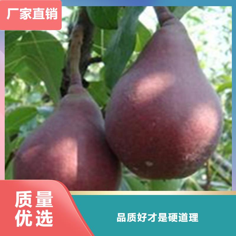 <张家界>(本地)梨树桃树苗专注产品质量与服务
