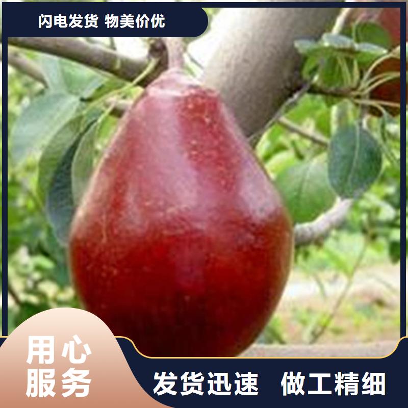<张家界>(本地)梨树桃树苗专注产品质量与服务