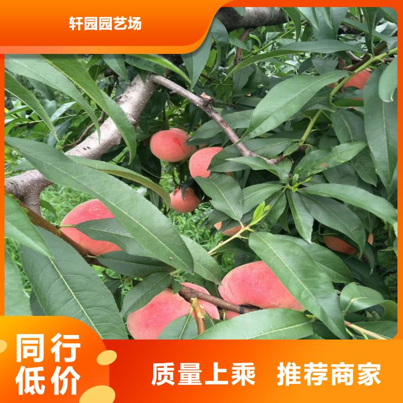 桃石榴树研发生产销售
