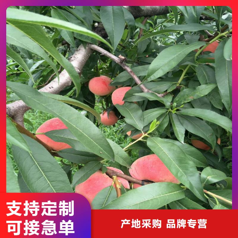 桃_樱桃苗严格把关质量放心