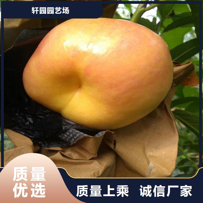 【桃樱桃苗好货直销】