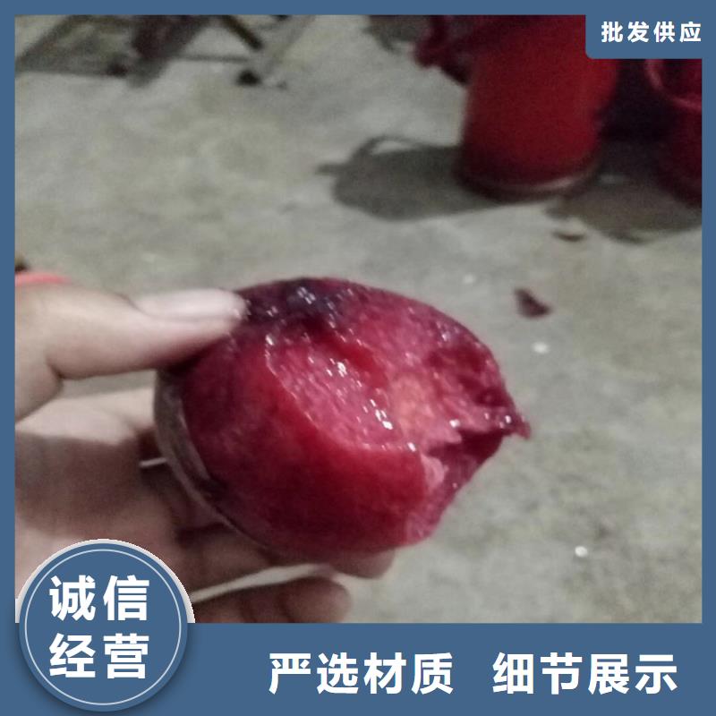 桃无花果苗快捷物流