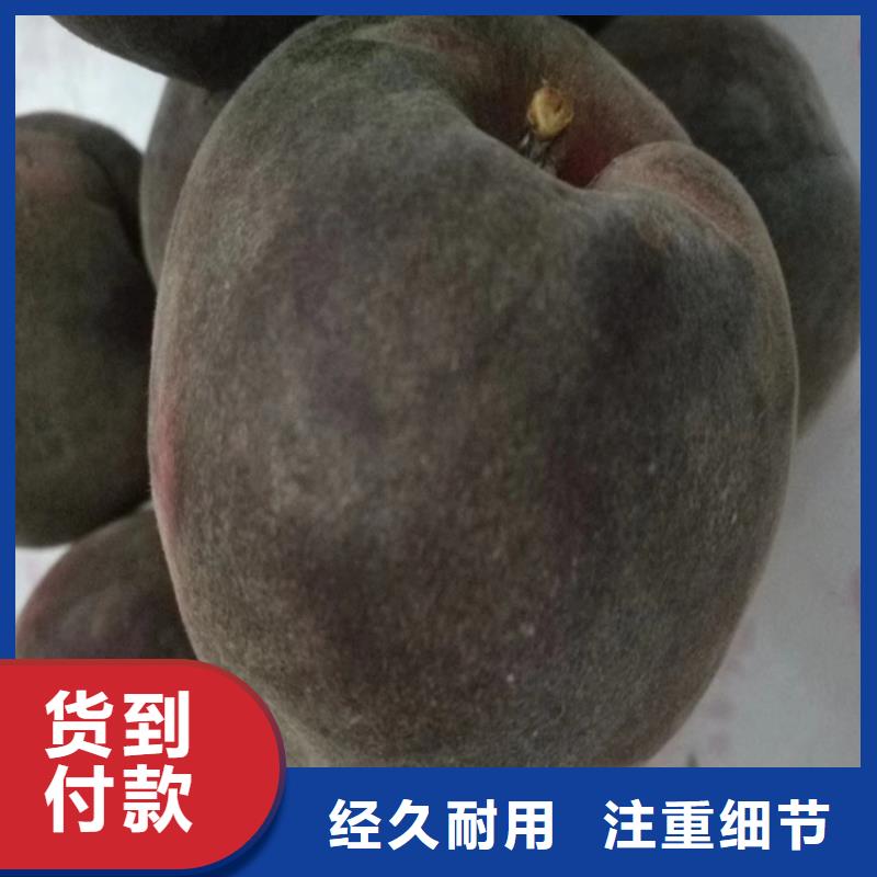 桃樱桃苗真材实料加工定制