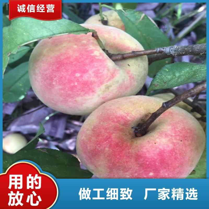【桃】樱桃苗源头厂家来图定制