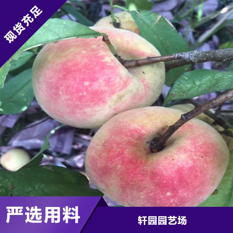 桃北美冬青制造厂家