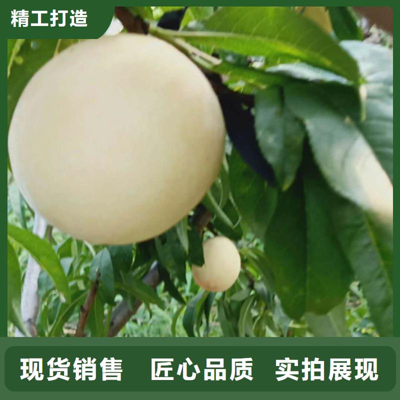 桃石榴树研发生产销售