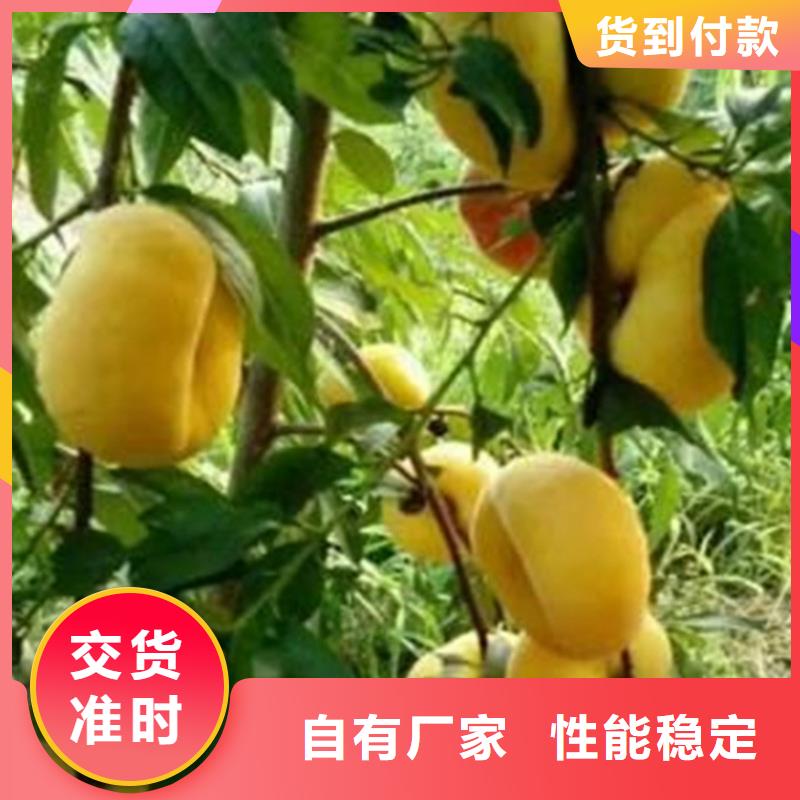 桃北美冬青制造厂家