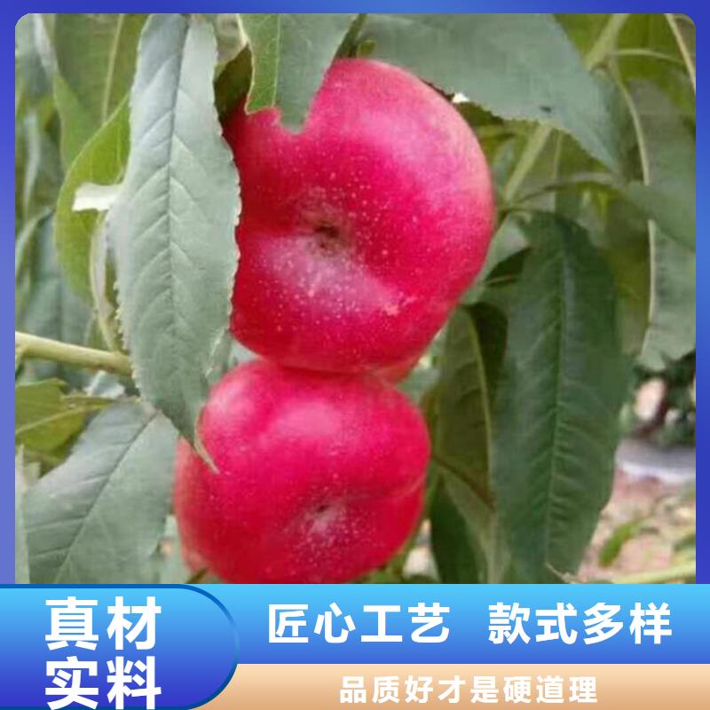 桃北美冬青制造厂家