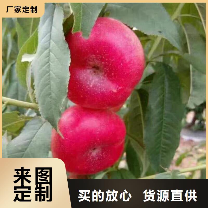 【桃苹果苗买的放心安兴用的舒心】