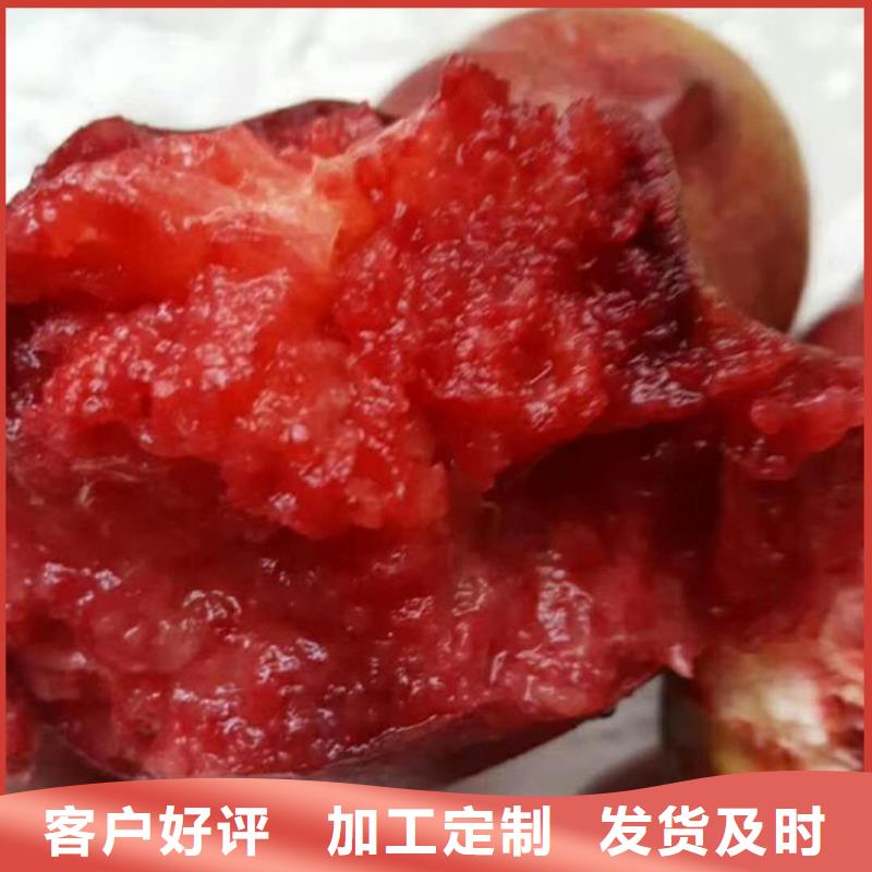桃北美冬青制造厂家