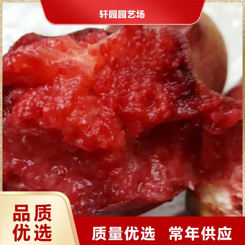 桃北美冬青制造厂家
