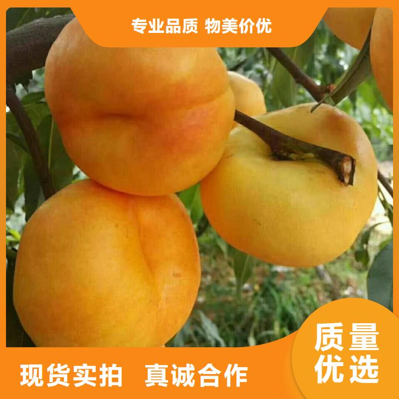 【桃】樱桃苗厂家