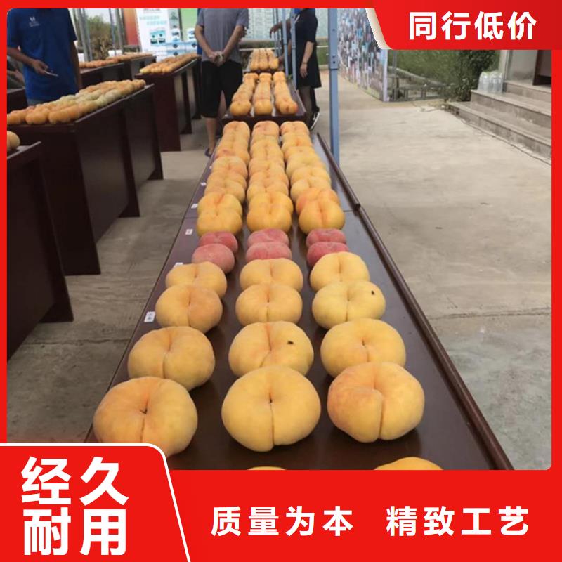 桃北美冬青制造厂家