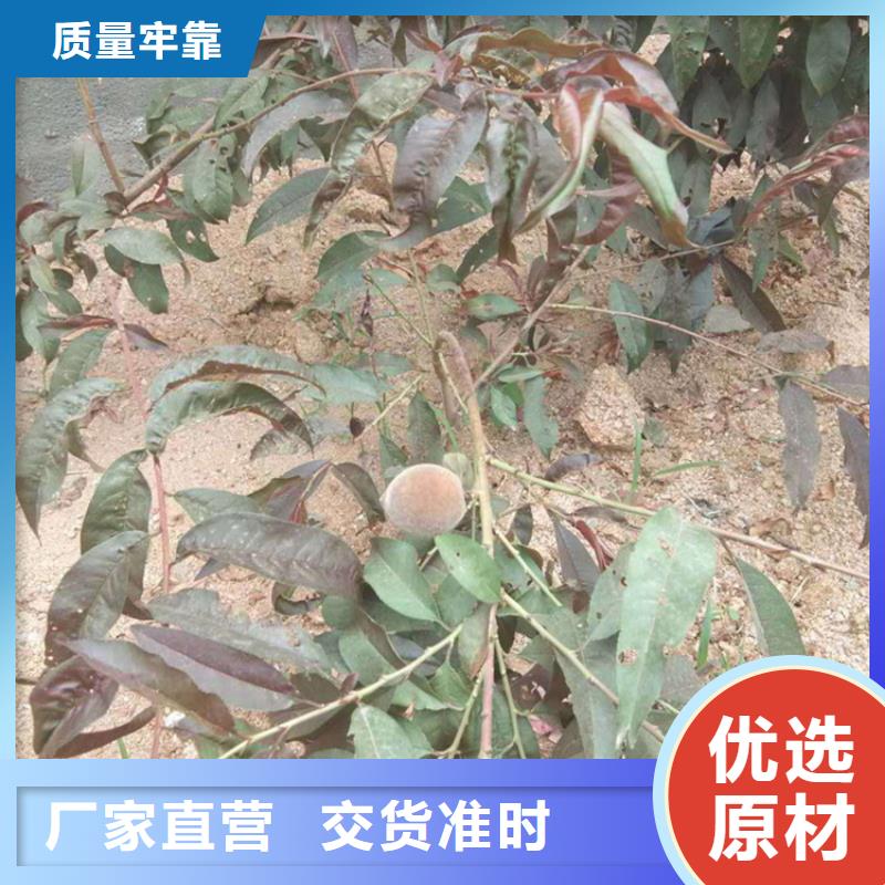 桃樱桃苗真材实料加工定制