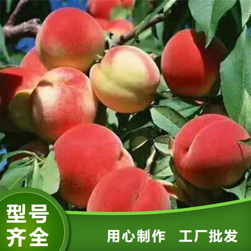桃-樱桃苗真材实料诚信经营
