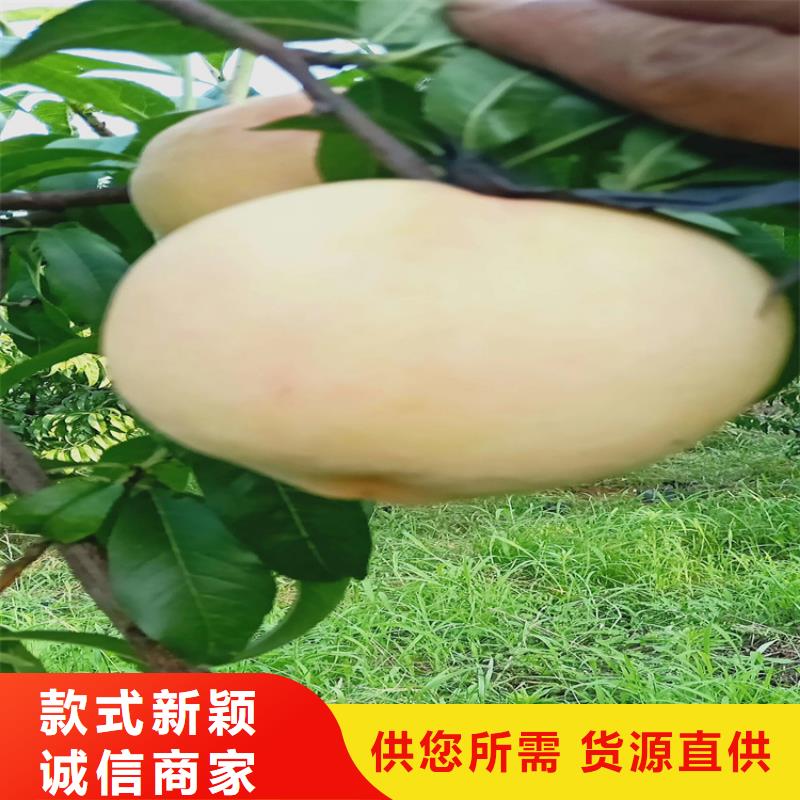 【桃】樱桃苗源头厂家来图定制