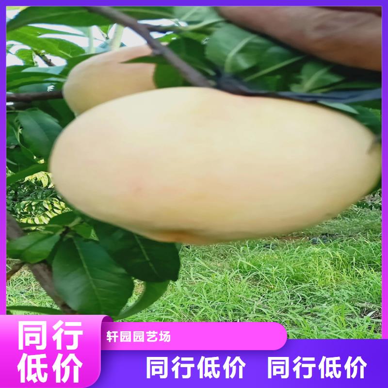 【桃】-樱桃苗行业优选