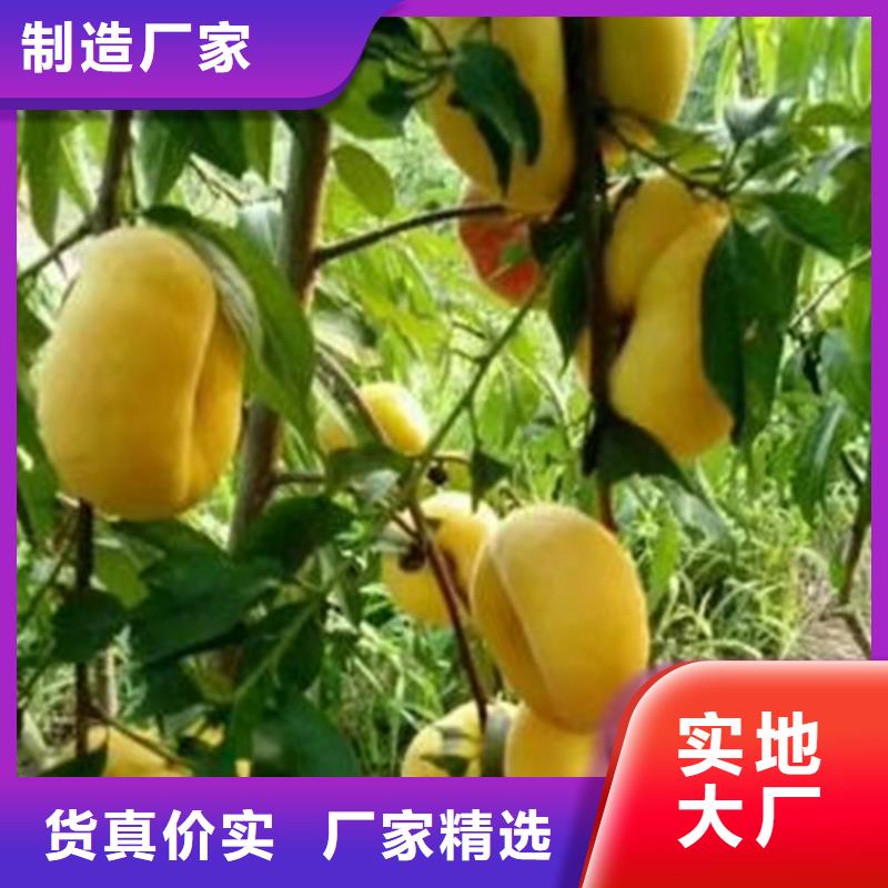 桃,蓝莓苗品质服务诚信为本