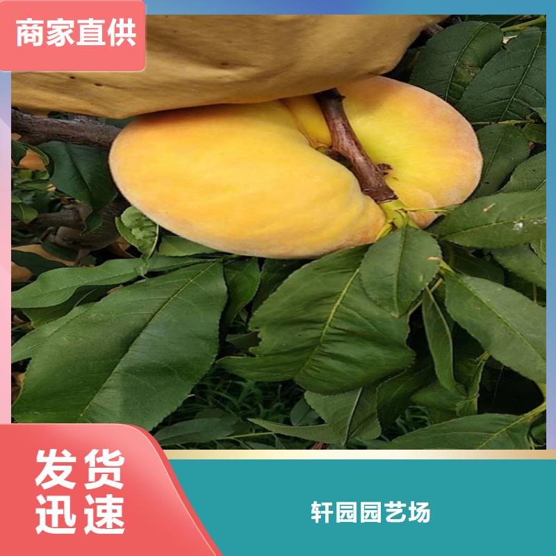 【桃】樱桃苗厂家