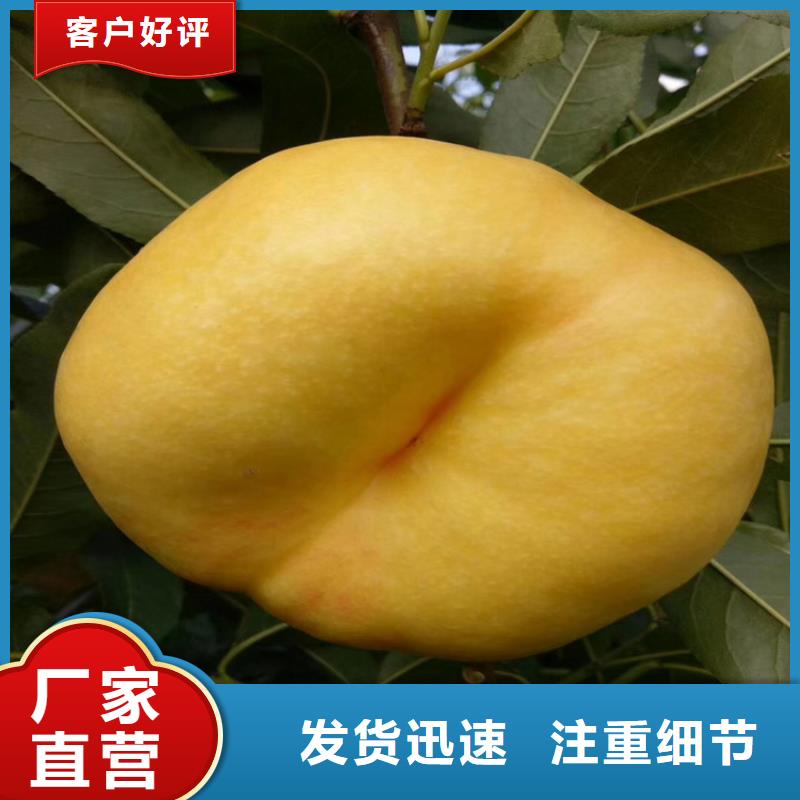 桃樱桃苗真材实料加工定制