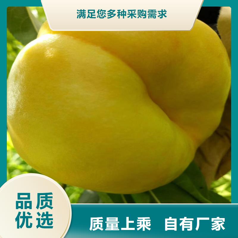 桃樱桃苗真材实料加工定制