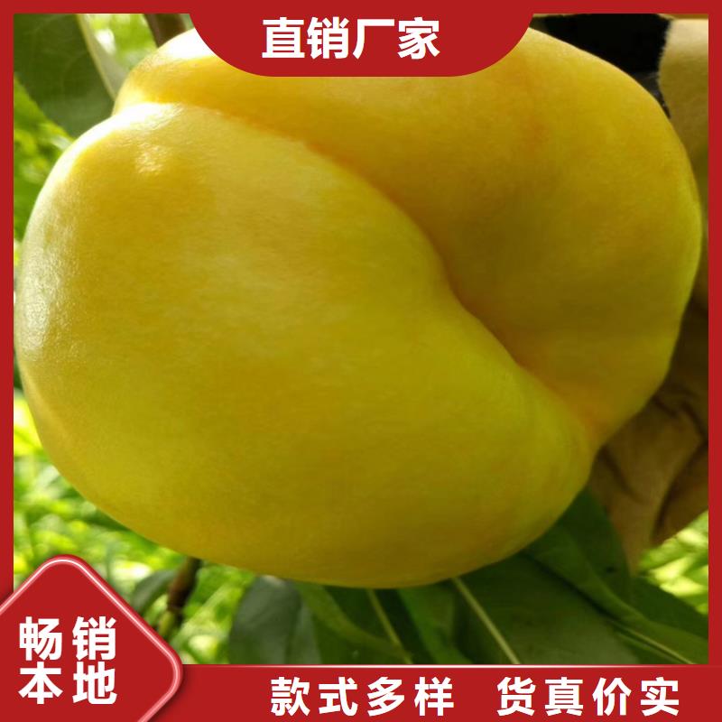 【桃樱桃苗好货直销】