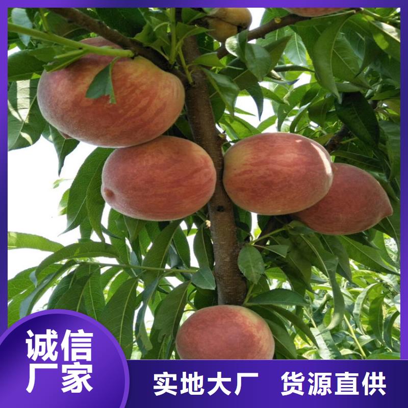【桃】-樱桃苗行业优选