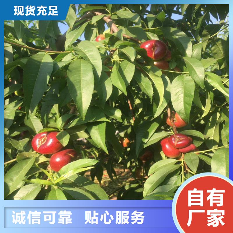桃石榴树研发生产销售