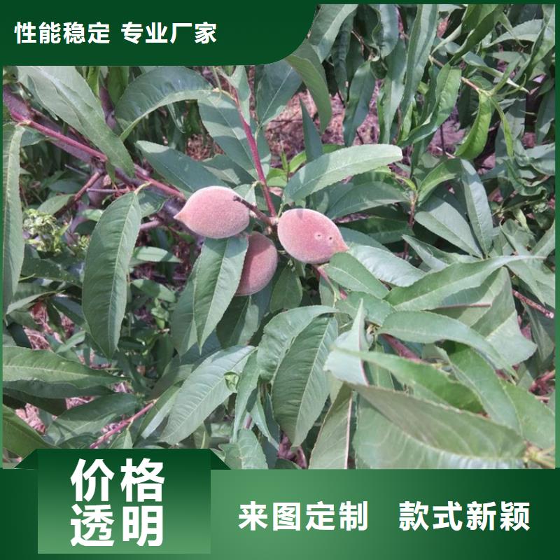 桃樱桃苗今日价格