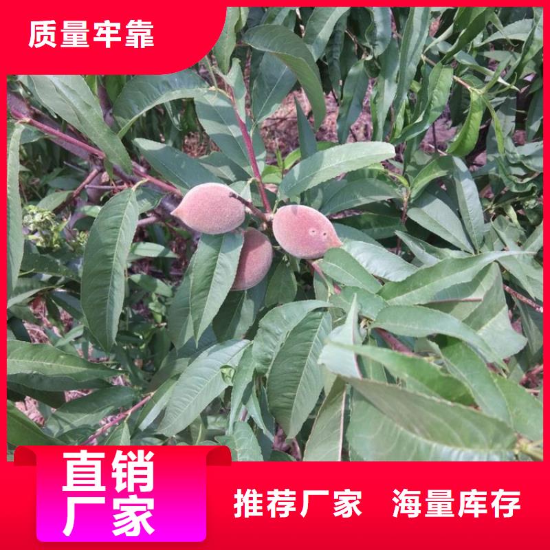 桃北美冬青制造厂家