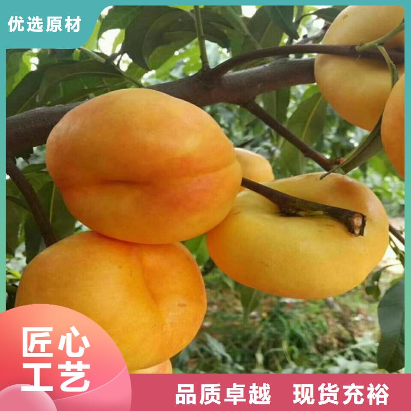 桃,蓝莓苗品质服务诚信为本