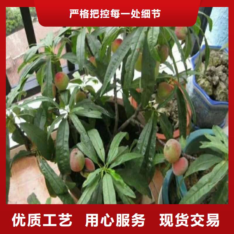 桃樱桃苗真材实料加工定制
