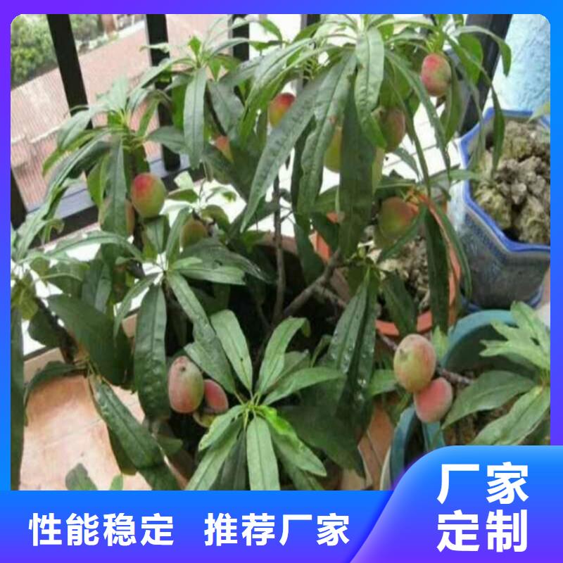 桃樱桃苗今日价格