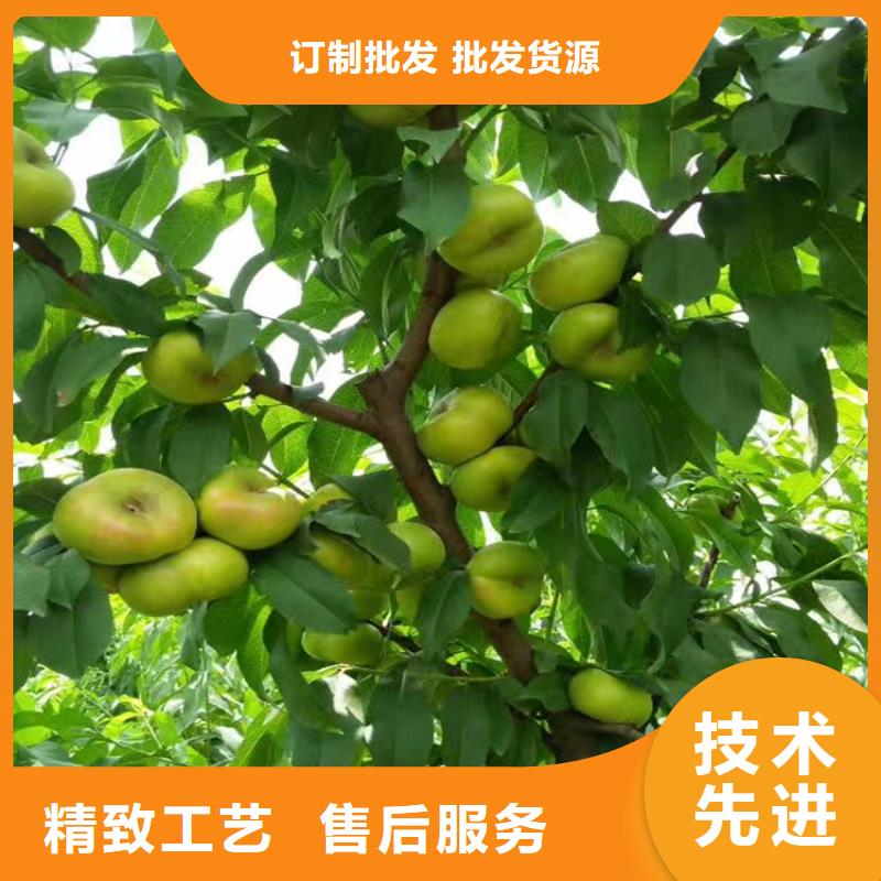 桃杏树苗保障产品质量