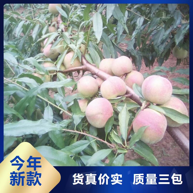 桃樱桃苗今日价格