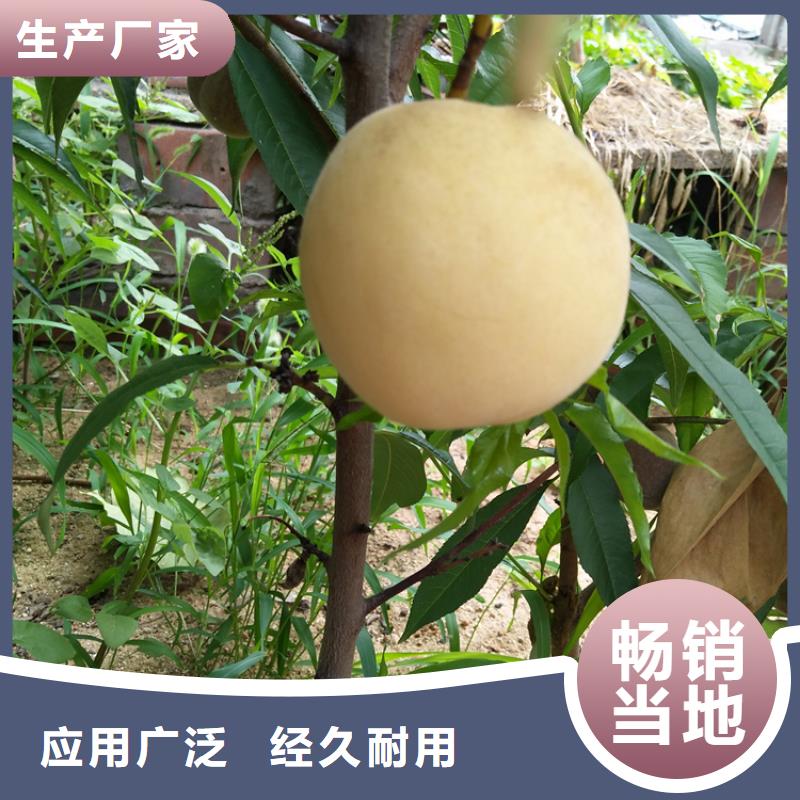 桃杏树苗保障产品质量