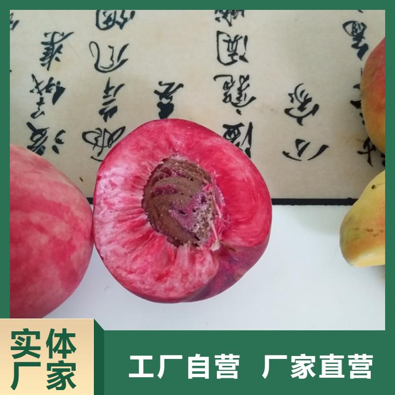 桃,石榴树大库存无缺货危机