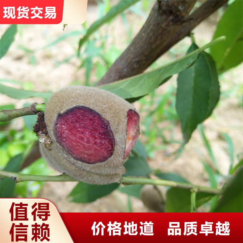 桃无花果苗快捷物流