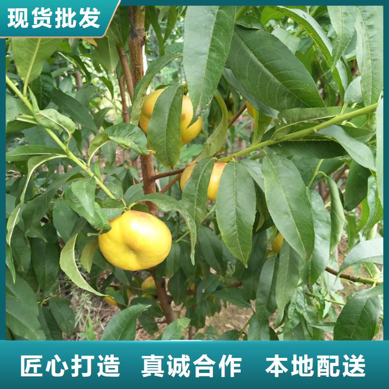 桃北美冬青制造厂家