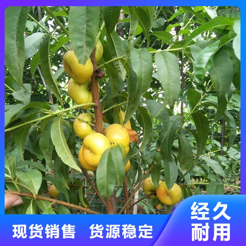 桃樱桃苗真材实料加工定制