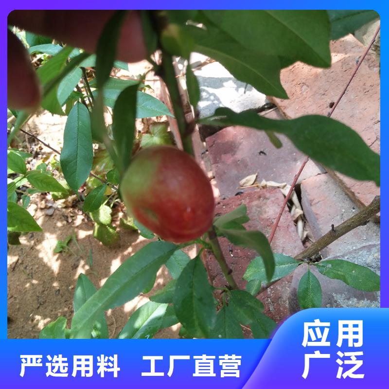 【桃苹果苗买的放心安兴用的舒心】