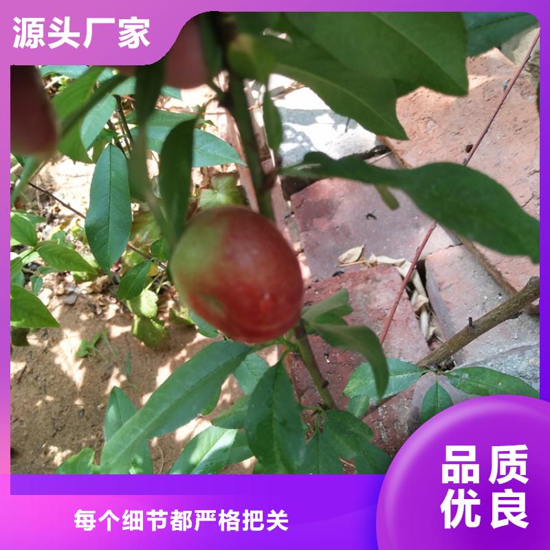 桃,石榴树大库存无缺货危机