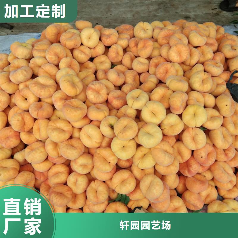 桃,石榴树大库存无缺货危机