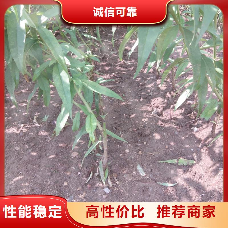 桃-樱桃苗真材实料诚信经营